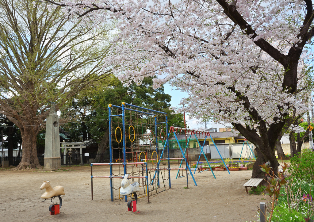 公園のさくら