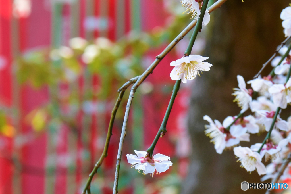 DSC_5405「うめ」
