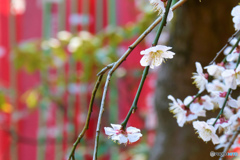 DSC_5405「うめ」