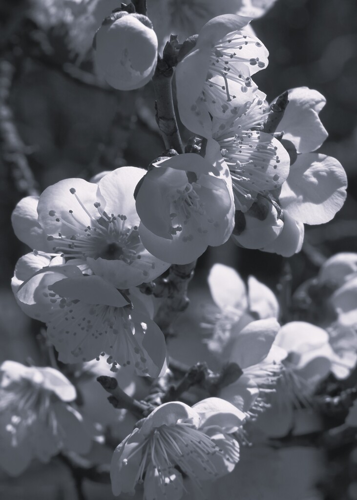 梅の花