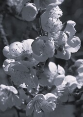 梅の花
