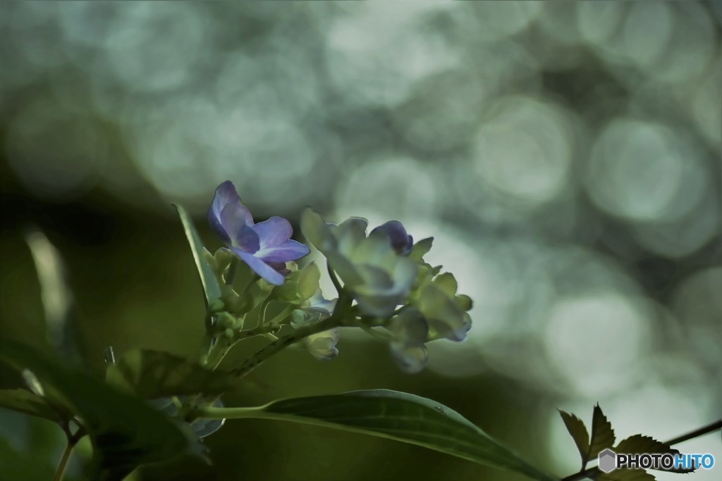 DSC_9033「あじさい」