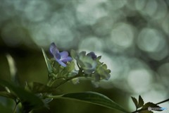 DSC_9033「あじさい」