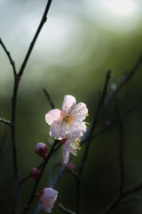 DSCF6830 
