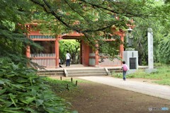 DSC_8451「緑の中へ」