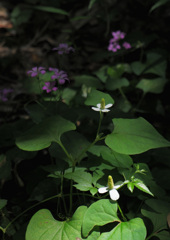 DSCF2428