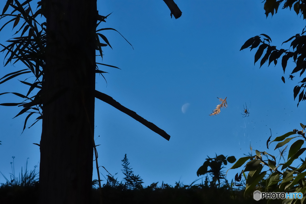 月と枯葉と蜘蛛