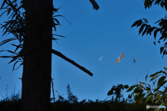 月と枯葉と蜘蛛