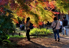 紅葉狩り