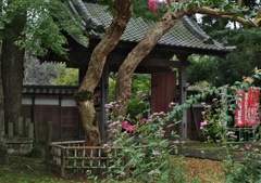DSCF7922