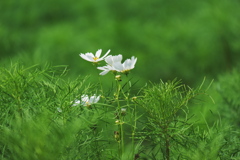 DSCF4569