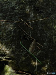 沓脱石(くつぬぎいし)