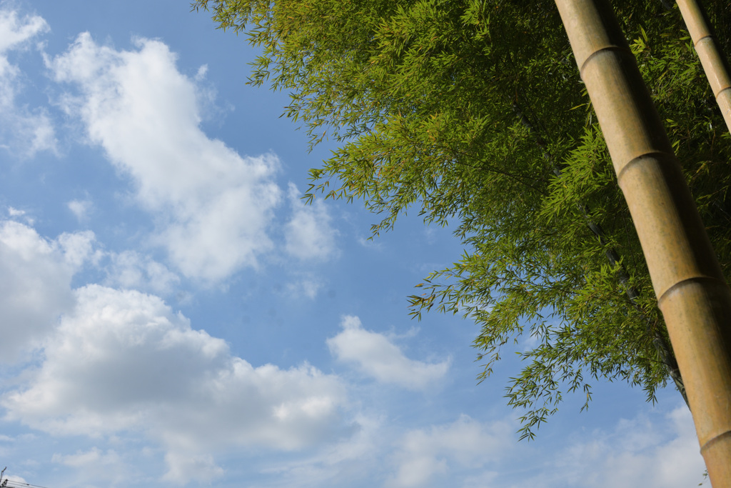 竹葉と空