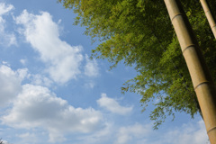 竹葉と空