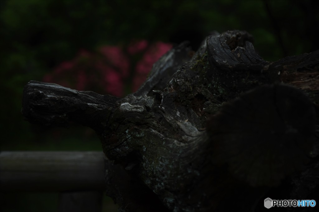 DSC_8436「梅古木」