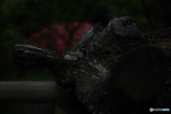 DSC_8436「梅古木」