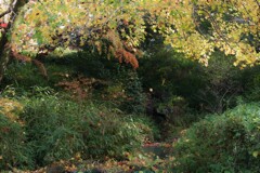 DSCF5094