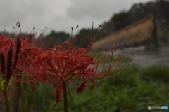 雨日の彼岸花2