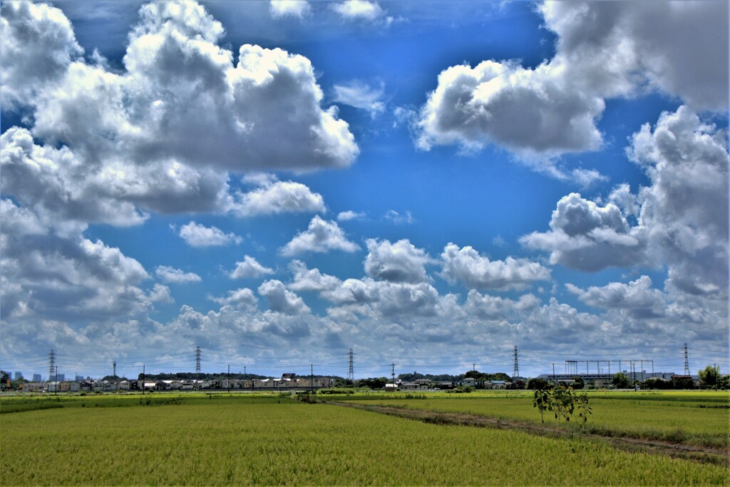 お米