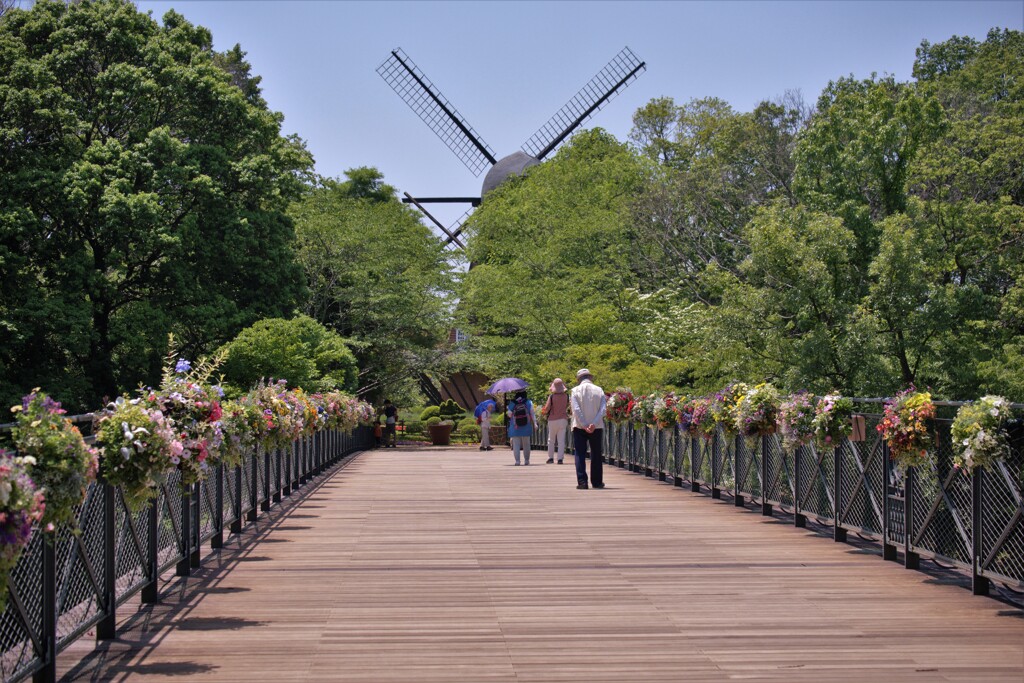 花のコンテスト