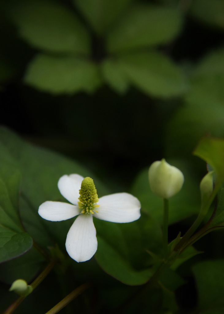 どくだみ草が咲きました