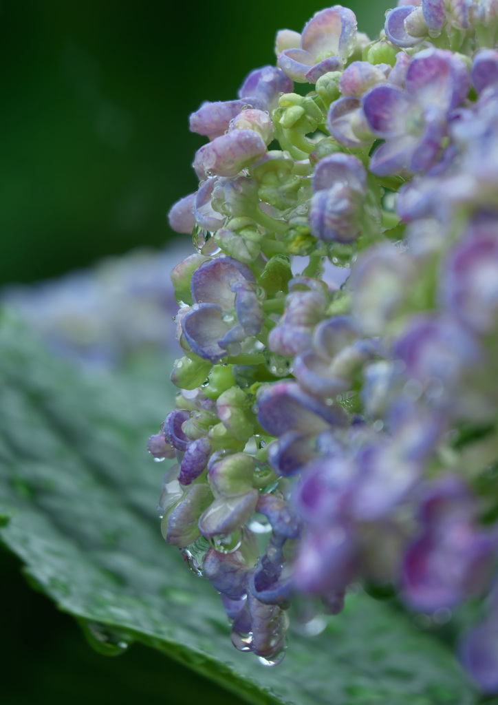 雨の紫陽花