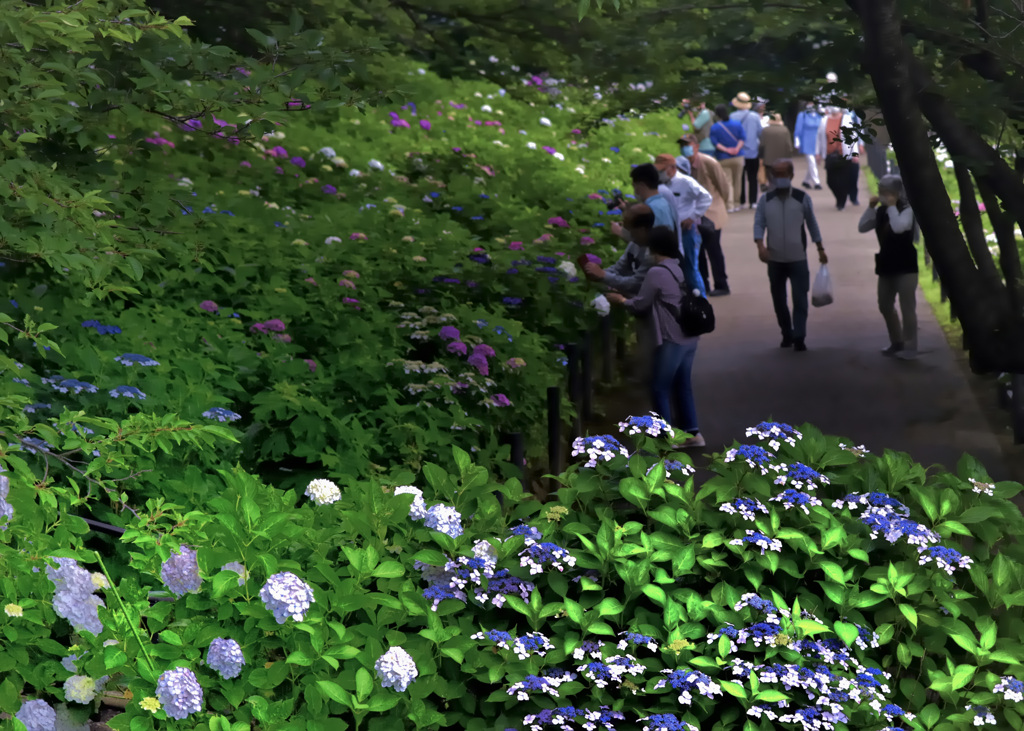 あじさい