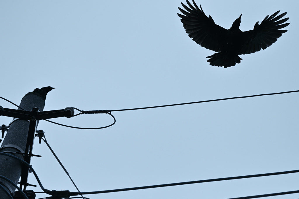 うるさいカラス・・