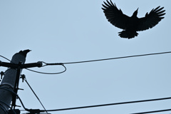 うるさいカラス・・