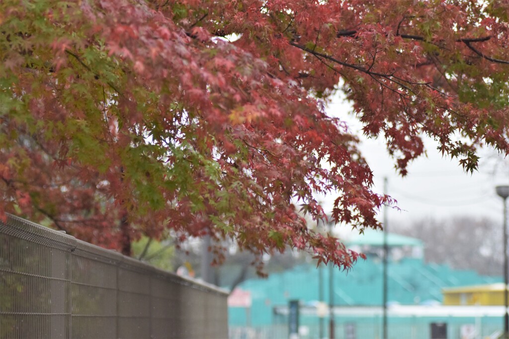 紅葉
