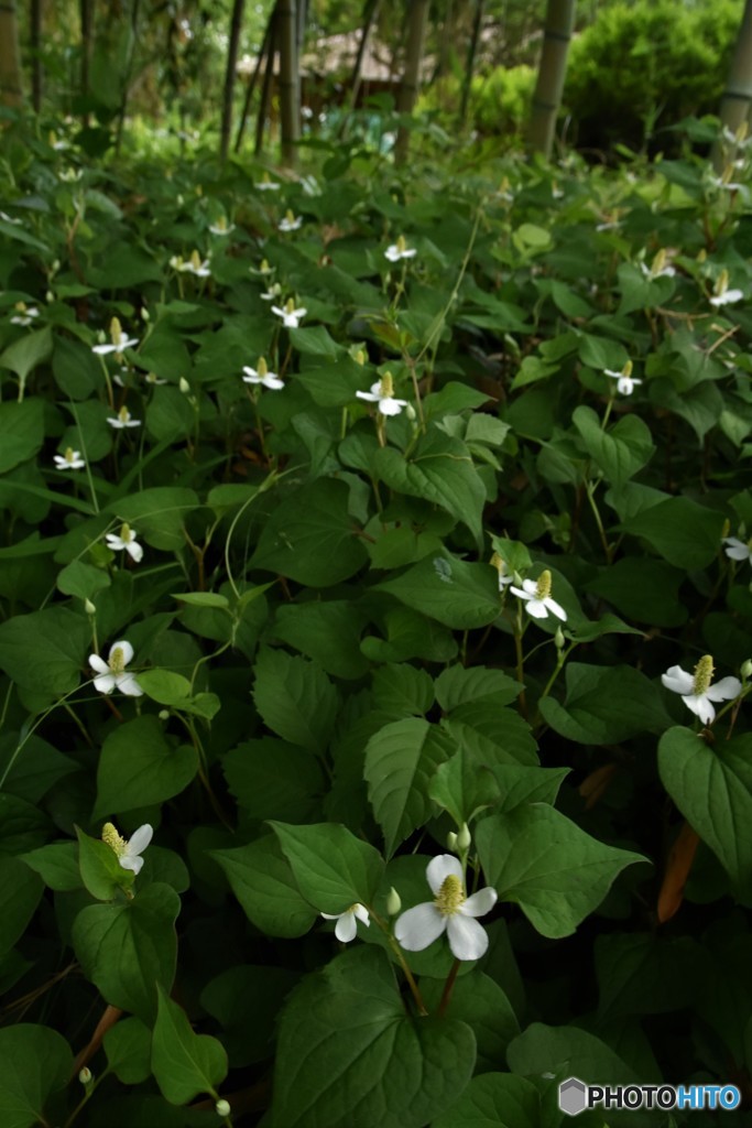 DSC_8150「どくだみ草」