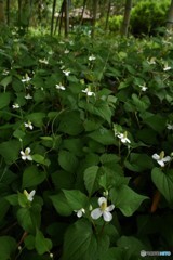 DSC_8150「どくだみ草」