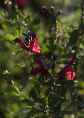 チェリー・セージ