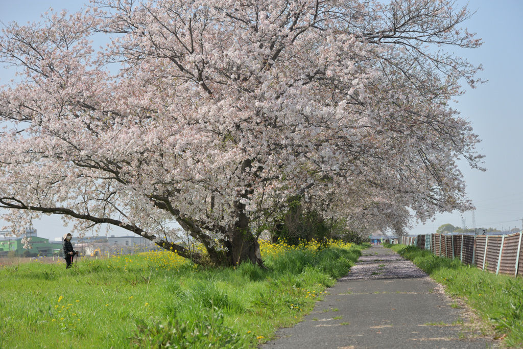 見上げるDSC_5258