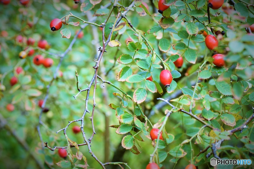 薔薇の実