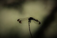 DSC_7635