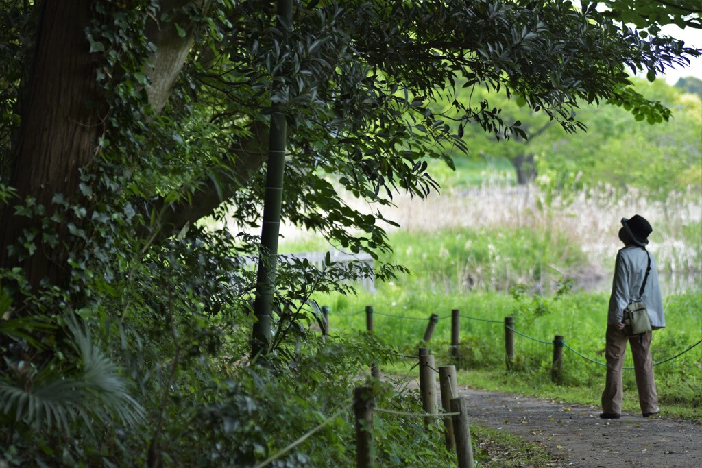 見上げるDSC_6422 