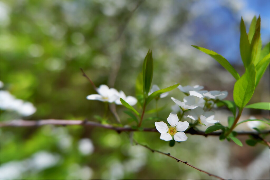 DSCF7015