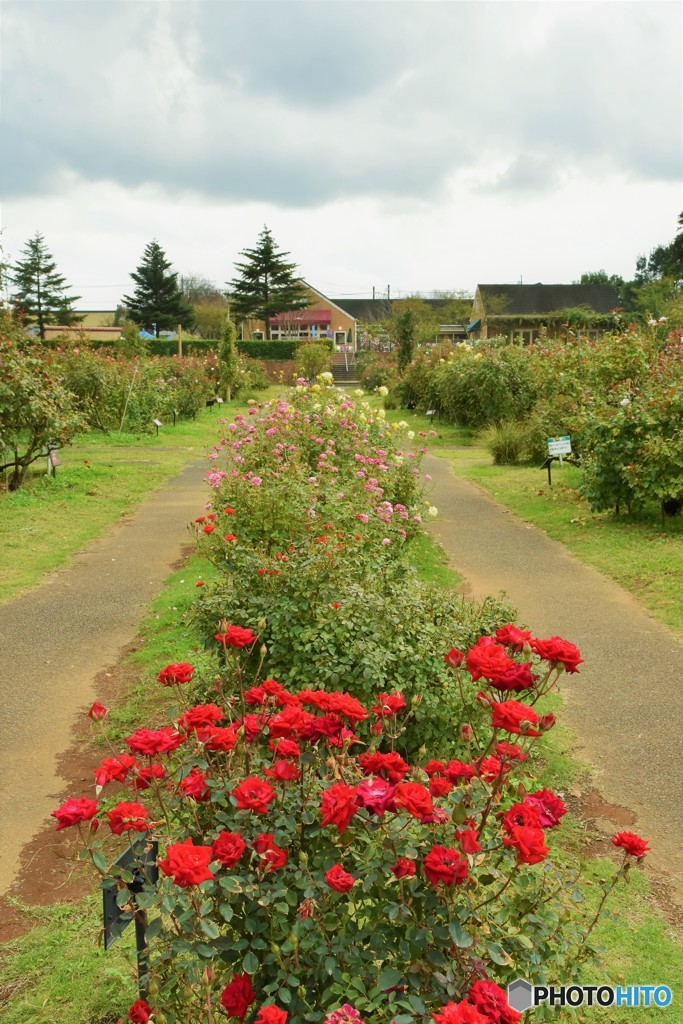 薔薇園