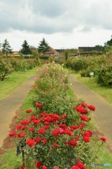 薔薇園