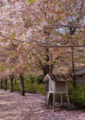 百葉箱に散る桜