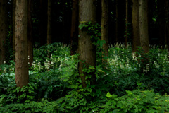 DSCF7695