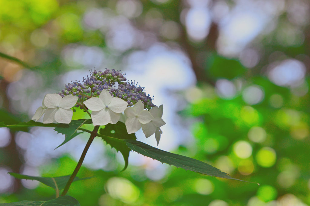 紫陽花