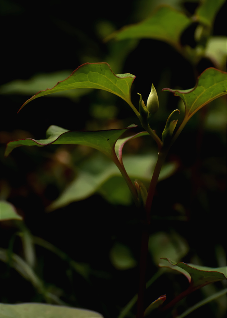 どくだみ草　花言葉「野生」