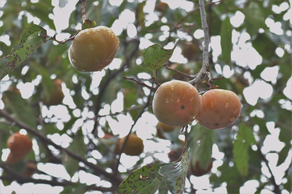 美味しくな～れ