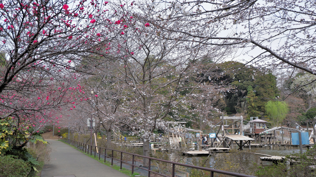 桜がさきました^^