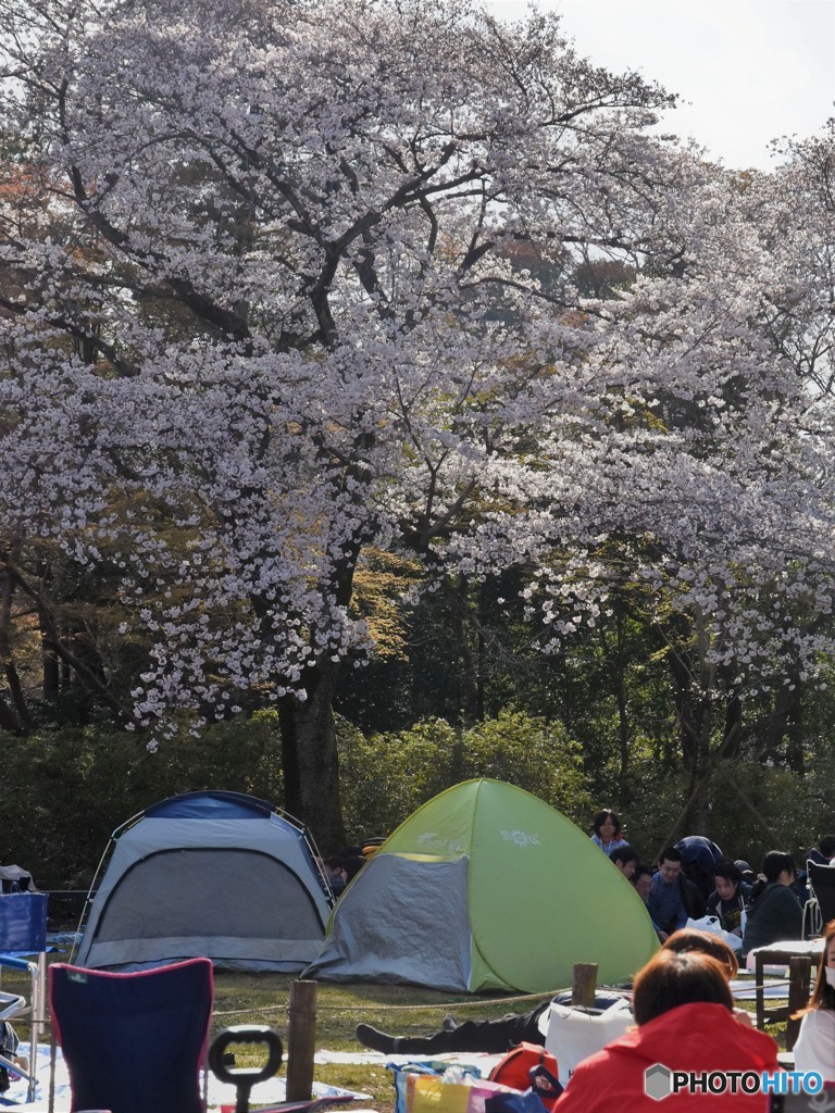 桜祭り