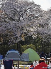 桜祭り