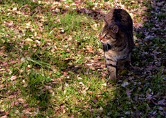野良猫たくましく