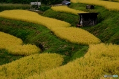 実りの秋・・・棚田